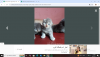pure persian cats